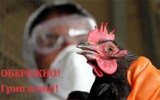 Обережно! Пташиний грип!